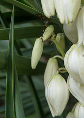 Yucca flower