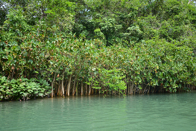 Guatemala, Thicket bush on the banks of the Chocón Machaca River