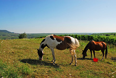 Rebenlandschaft mit Pferden