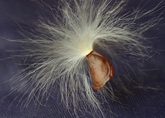 stephanotis seed