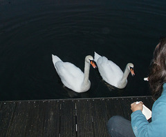 oaw - pair of swans