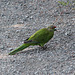 Red Crowned Parakeet - Kakariki