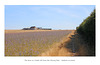 Cradle Hill farm from the chicory field - Seaford - 6 8 2022