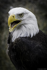 Weisskopfseeadler - Bald eagle ... P.i.P. (© Buelipix)