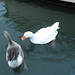 oaw - geese swimming