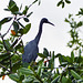 Little Blue Heron, Caroni Swamp, Trinidad