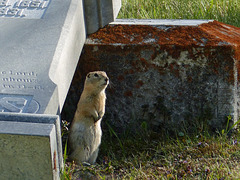 Life in the cemetery