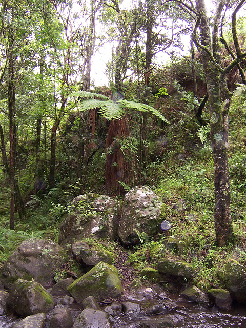Tree fern (Baumfarn) hier mal im Dschungel