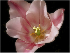 Cœur de Tulipe ..........Bon mardi mes ami(e)s