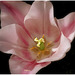 Cœur de Tulipe ..........Bon mardi mes ami(e)s