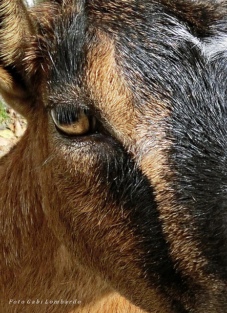 a goat look