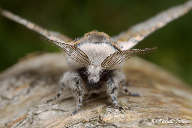 Sallow Kitten moth (Furcula furcula).