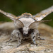 Sallow Kitten moth (Furcula furcula).