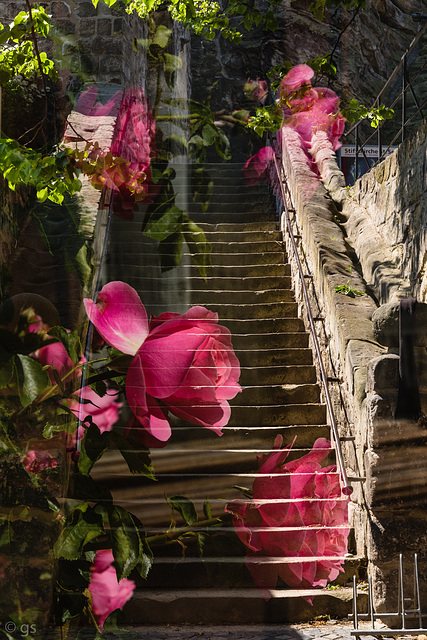 Steps and Roses (PiP)