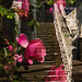 Steps and Roses (PiP)