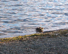 oaw - lakeside ducklings