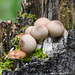 Puffballs and a mushroom on a tree stump