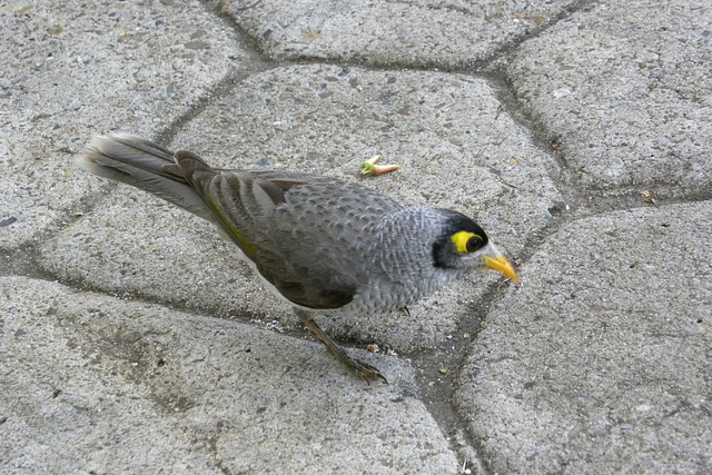 noisy miner: what's the problem?