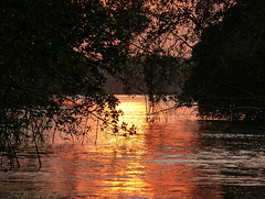 Final photo from Caroni Swamp, Trinidad