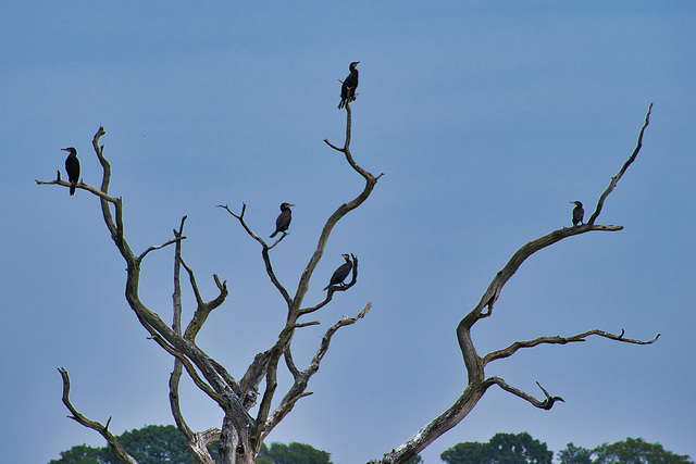 A Cormorant tree!