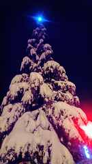 Moon on the snowy tree