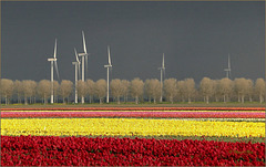 Wowww... Tulips and bad Weather!