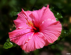 l'hibiscus