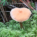 Mushroom - is this Cystoderma cinnabarinum?