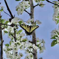 Tiger swallowtail on pear flowers