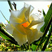 Weisser Oleander, von südlicher Sonne durchflutet... ©UdoSm