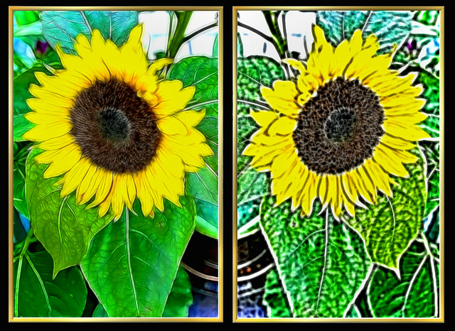 Sonnenblumen a la Van Gogh. ©UdoSm