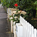 Red rose and white fence