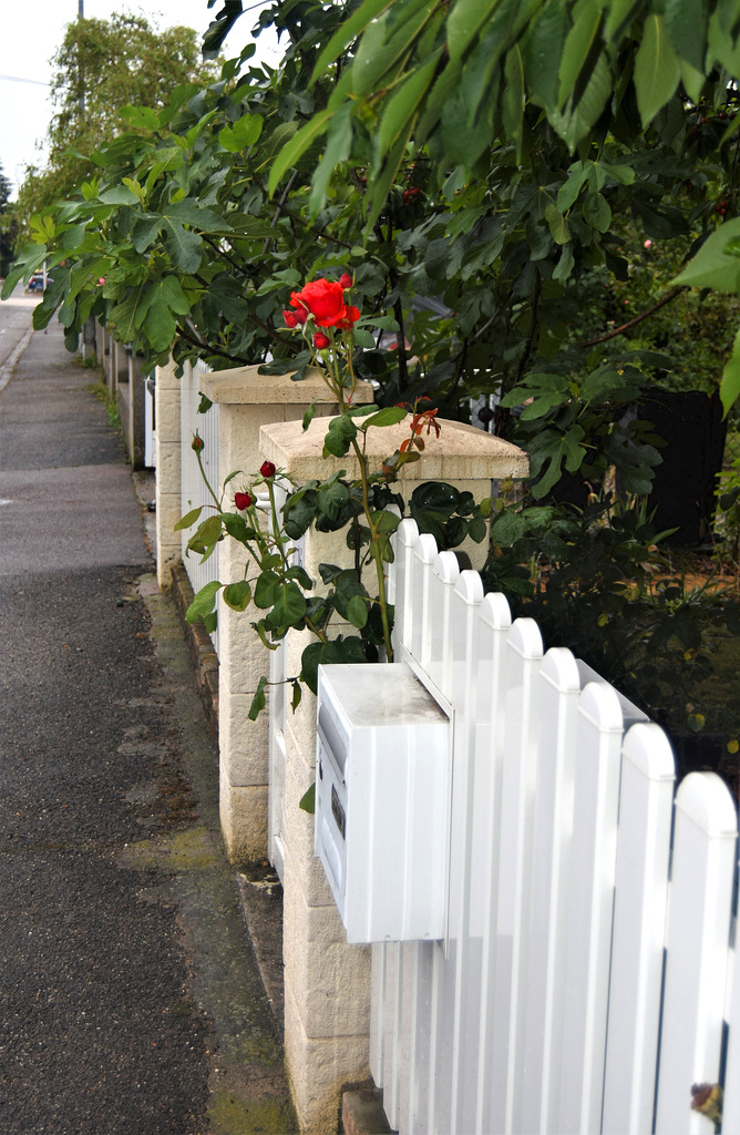 Red rose and white fence