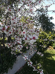 Almond blossom in the garden. HFF, everyone!