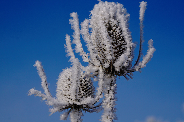 Eisblumen - Ice flowers