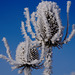 Eisblumen - Ice flowers