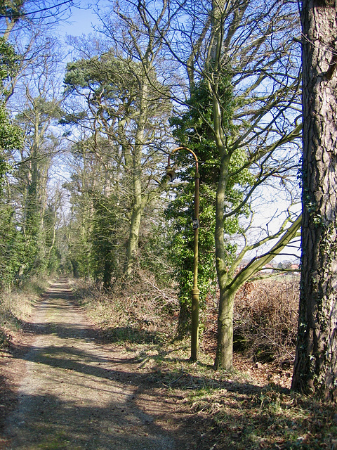Lane leading to Hockley Heath.