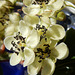 15 Blick in Kiwi- Blüten