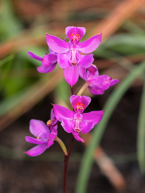Calopogon multiflorus (Manyflowered Grass-pink orchid)