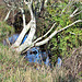 Dead Tree Over Stream.