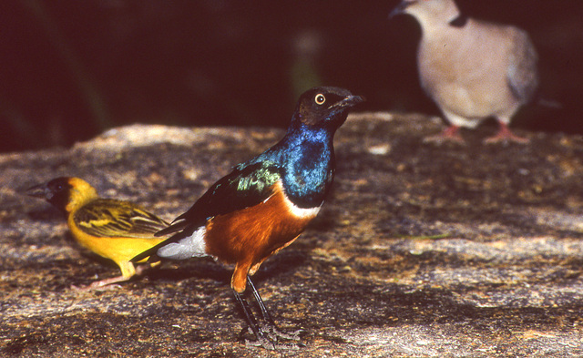 Superb Starling and Weaver Bird