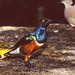Superb Starling and Weaver Bird