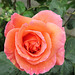 Margarets rose