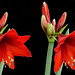 X3D Amaryllis Knospen und Blüte. ©UdoSm