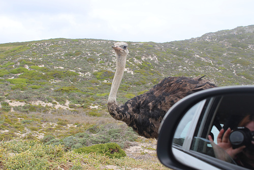 Ostrich, Roadside