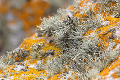 lichens Bretons