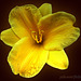 Gelbe Blüte