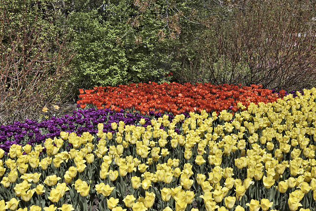 A Tapestry of Flowers and Bushes – Canadian Tulip Festival, Dow’s Lake, Ottawa, Ontario, Canada