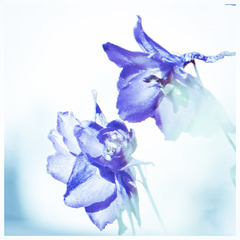 Digitally painted delphiniums