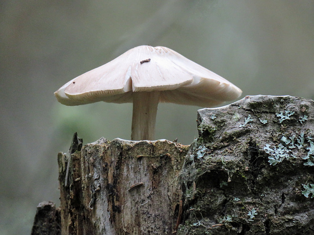 Mushroom growing on top of a tall, broken tree